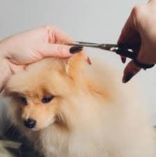 Test Pet Grooming & Care